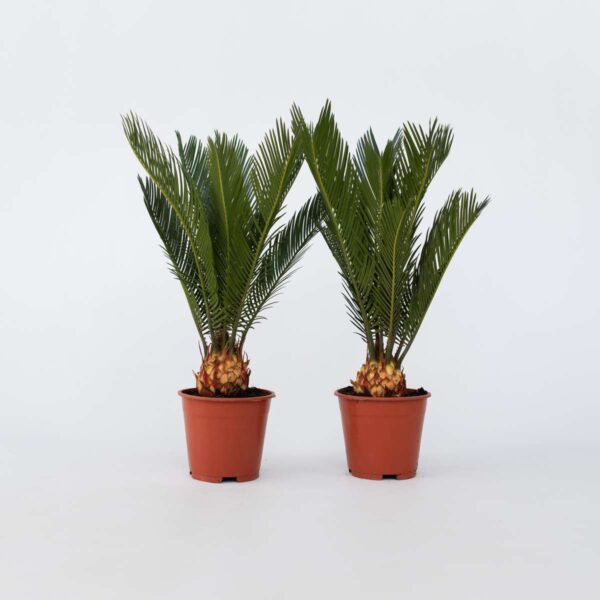 Cycas Revoluta - Set de 2 - Palmier fougère – Image 6