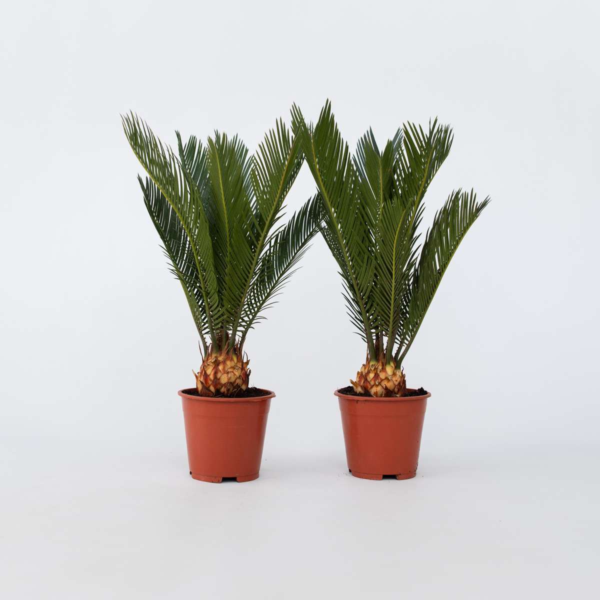 Cycas Revoluta - Set de 2 - Palmier fougère – Image 6