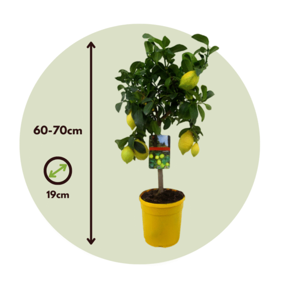 Citronniers  - Set de 2 livraison gratuite – Image 3