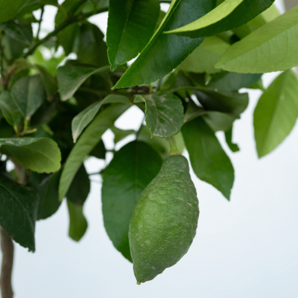 Citronniers  - Set de 2 livraison gratuite – Image 4