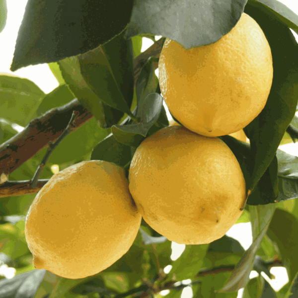 Citronniers  - Set de 2 livraison gratuite – Image 5