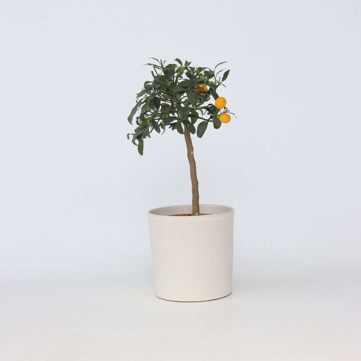 Citrus Kumquat – Orange miniature