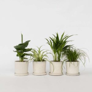 Mix de 4 plantes d'intérieur