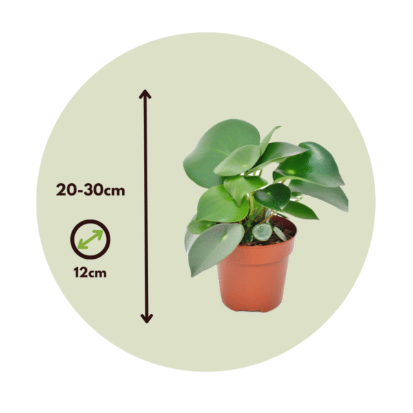 Peperomia Goutte de pluie - Set de 4 – Image 10