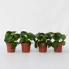 Peperomia Goutte de pluie - Set de 4 – Image 7