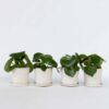 Peperomia Goutte de pluie - Set de 4 – Image 8