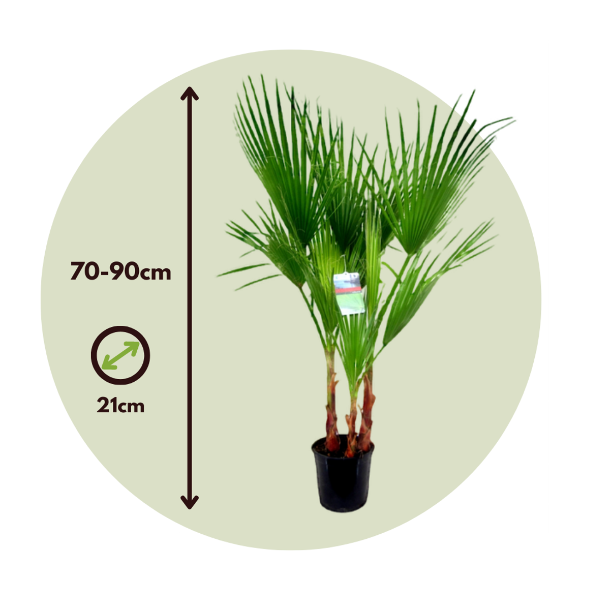 Washingtonia Robusta - Set de 2 - Palmier – Image 3