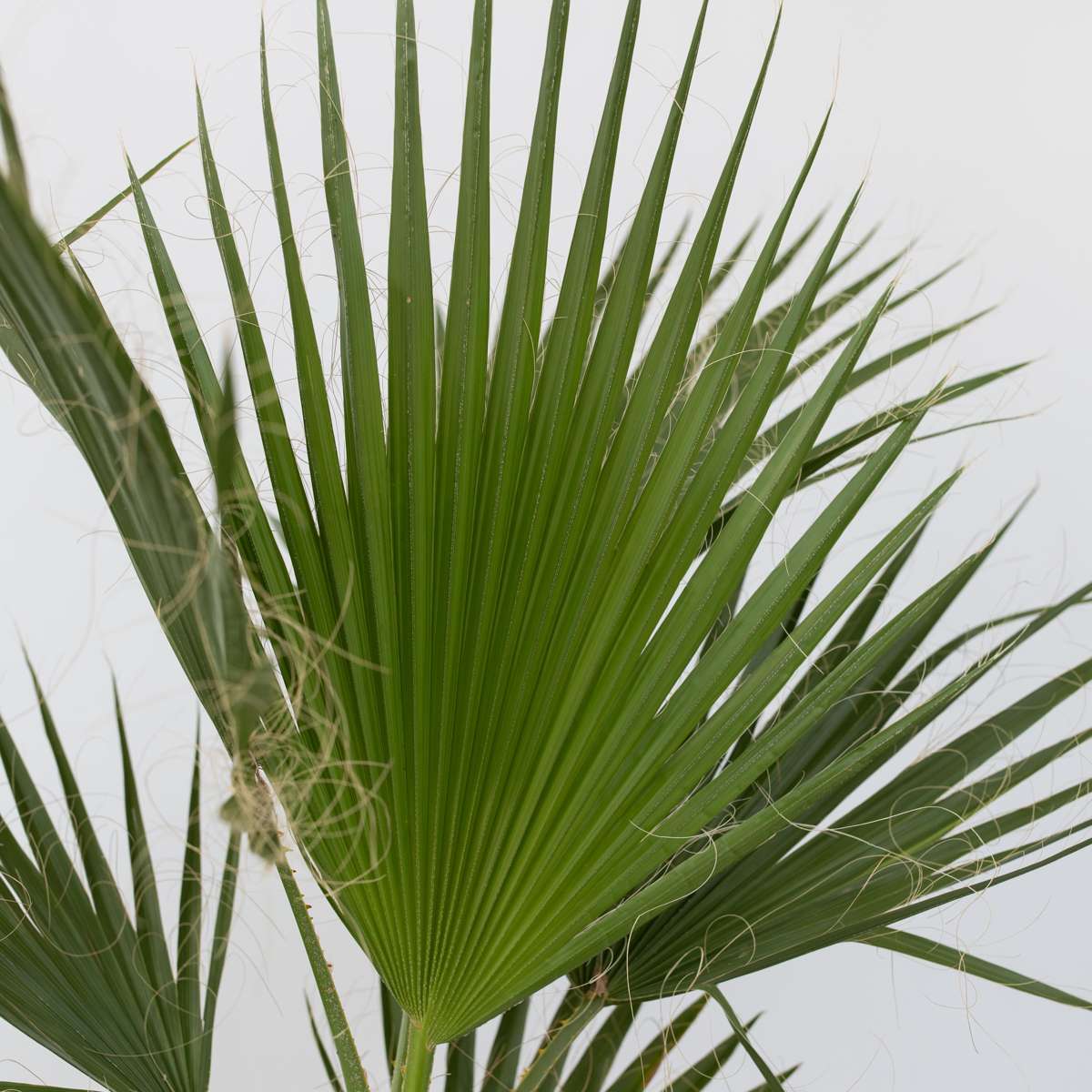 Washingtonia Robusta - Set de 2 - Palmier – Image 4