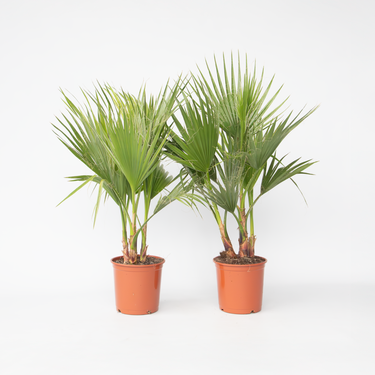 Washingtonia Robusta - Set de 2 - Palmier – Image 6