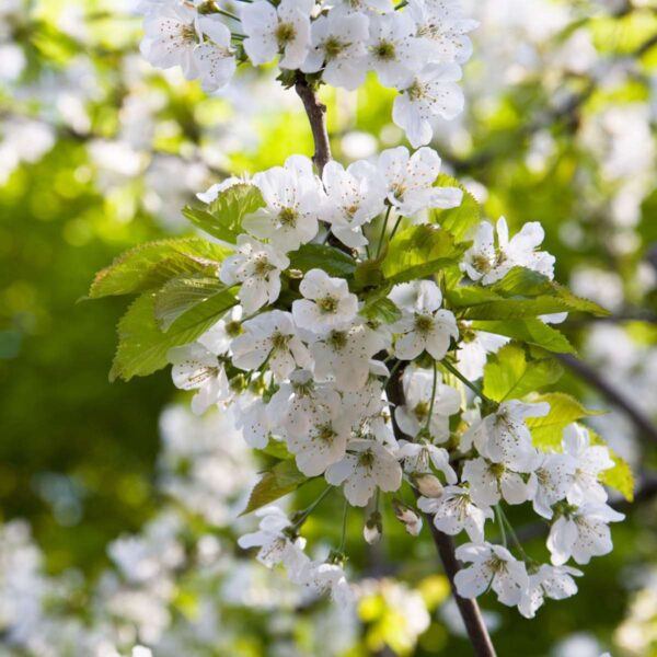Appelboom 'Trio' - Set Van 2 - Malus – Image 10
