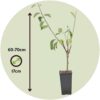 Appelboom 'Trio' - Set Van 2 - Malus – Image 3