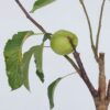 Appelboom 'Trio' - Set Van 2 - Malus – Image 4