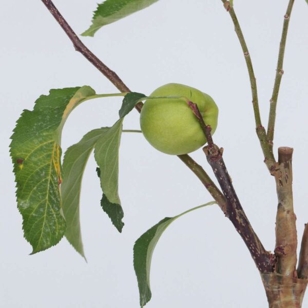 Appelboom 'Trio' - Set Van 2 - Malus – Image 4