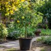 Appelboom 'Trio' - Set Van 2 - Malus – Image 5