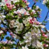 Appelboom 'Trio' - Set Van 2 - Malus – Image 6