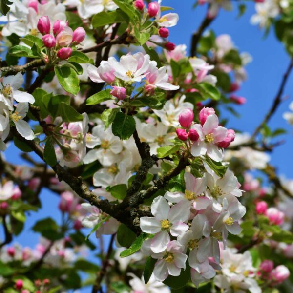 Appelboom 'Trio' - Set Van 2 - Malus – Image 6