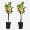Appelboom 'Trio' - Set Van 2 - Malus – Image 7