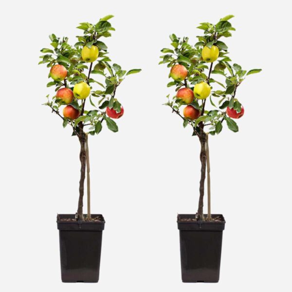 Appelboom 'Trio' - Set Van 2 - Malus – Image 7
