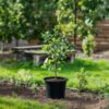 Appelboom 'Trio' - Set Van 2 - Malus – Image 8