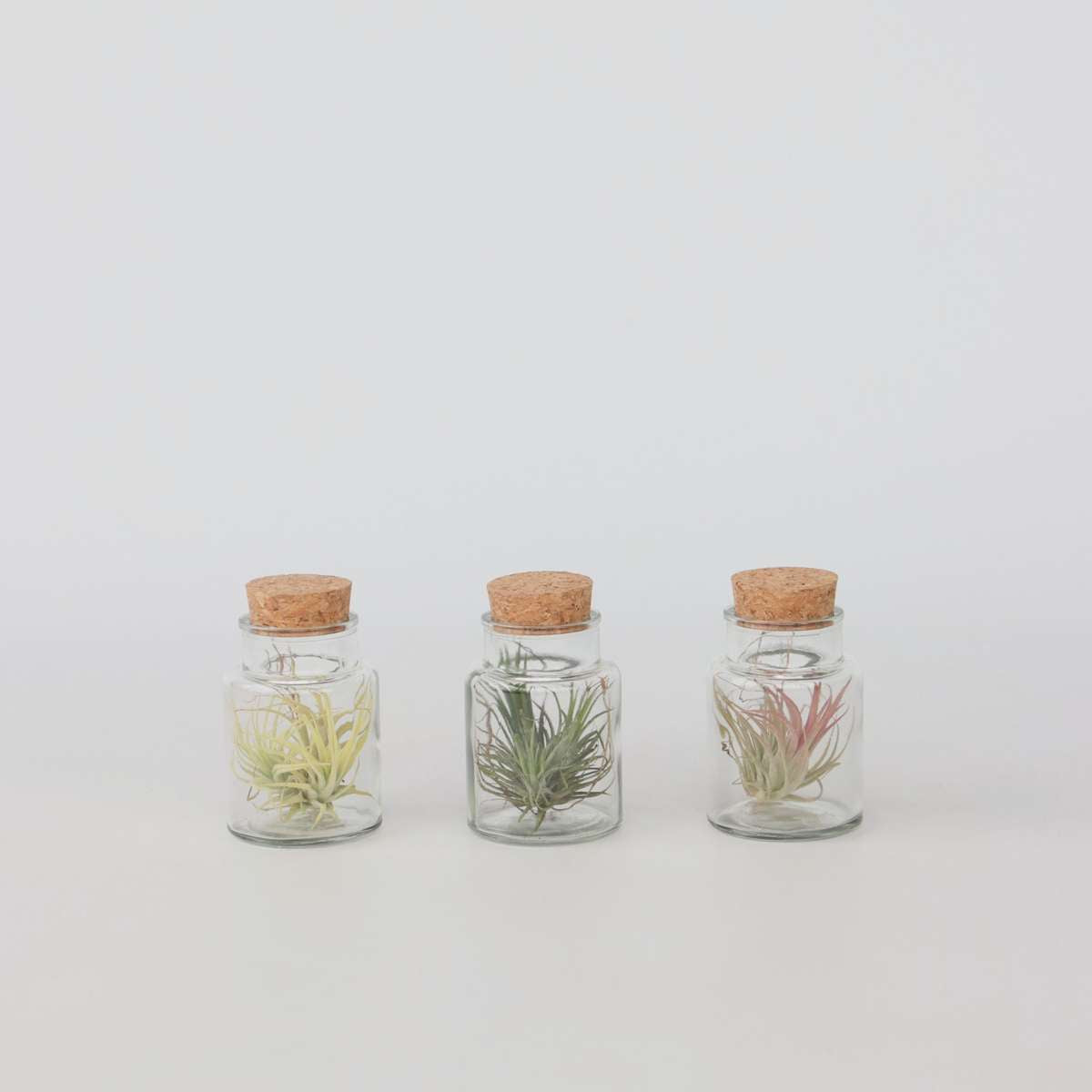 Tillandsia – Mix de 3