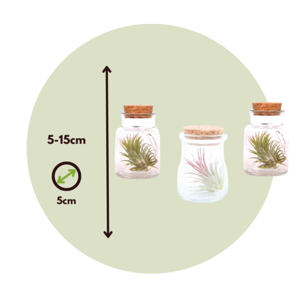 Tillandsia - Mix de 3 – Image 3