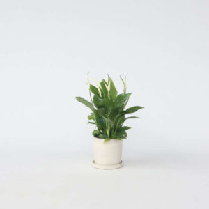 Spathiphyllum - Lys de la paix