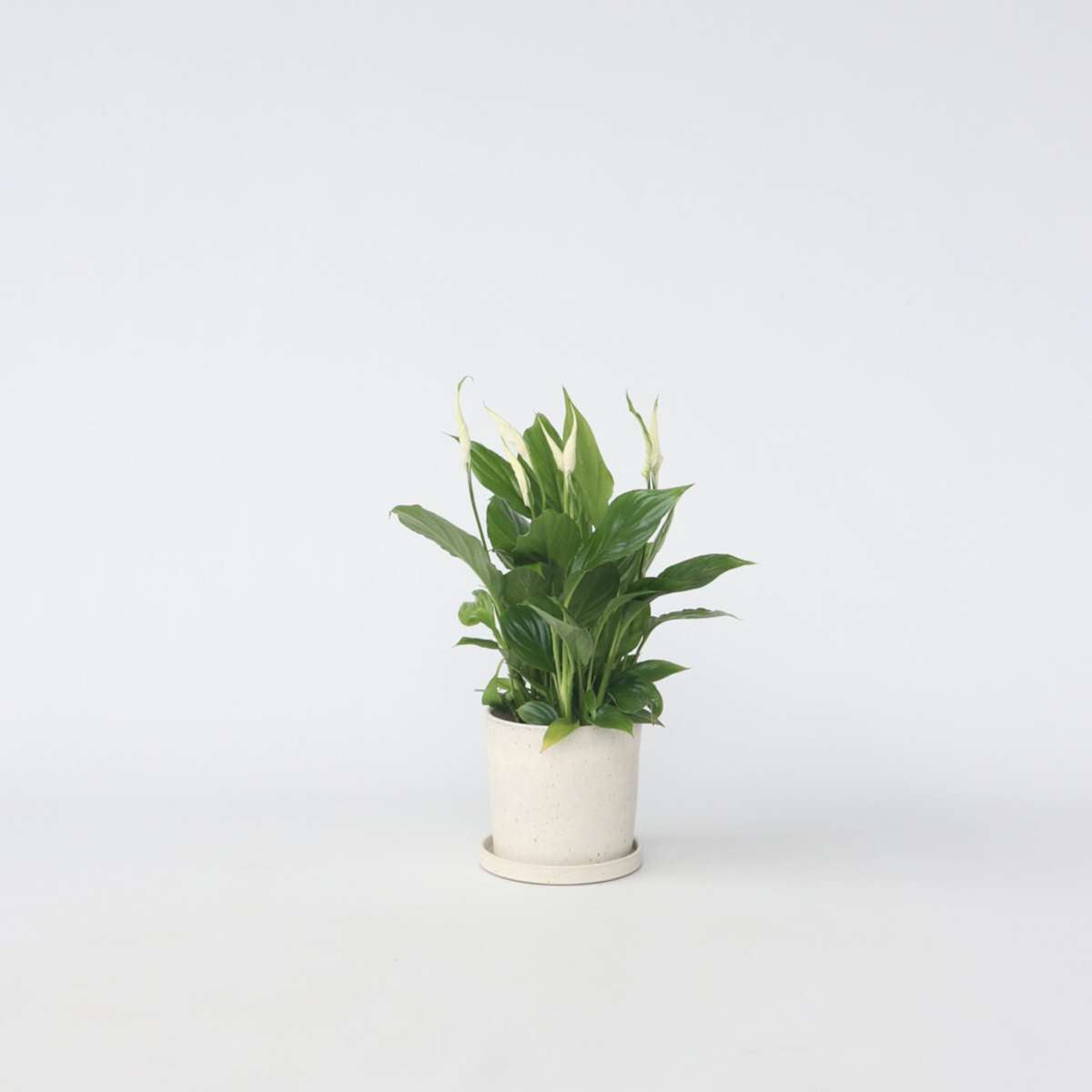 Spathiphyllum – Lys de la paix