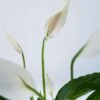 Spathiphyllum - Lys de la paix – Image 10