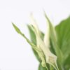 Spathiphyllum - Lys de la paix – Image 4