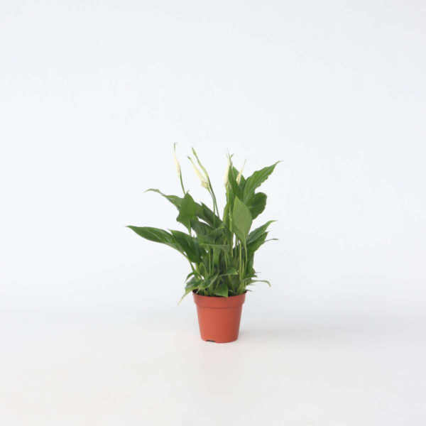 Spathiphyllum - Lys de la paix – Image 7