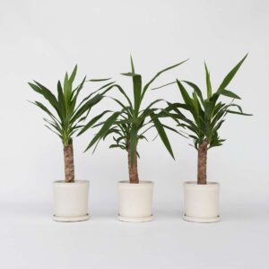 Yucca Pied d'éléphant - Palmlelie - Set de 3