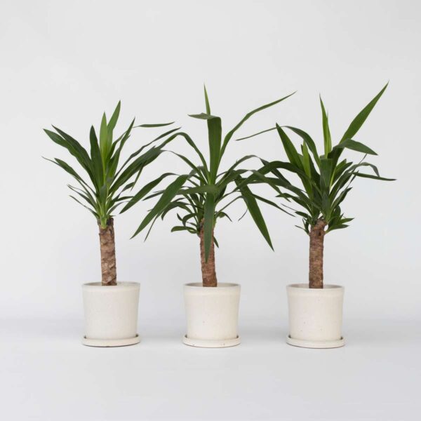 Yucca Pied d'éléphant - Palmlelie - Set de 3