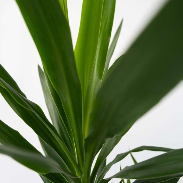 Yucca Pied d'éléphant - Palmlelie - Set de 3 – Image 10