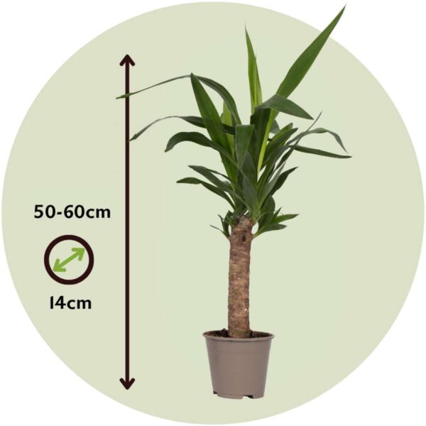 Yucca Pied d'éléphant - Palmlelie - Set de 3 – Image 3