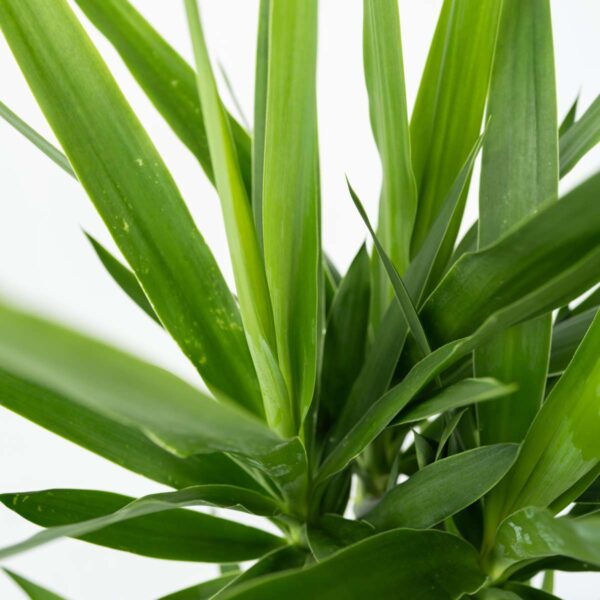 Yucca Pied d'éléphant - Palmlelie - Set de 3 – Image 4