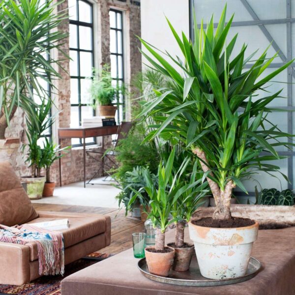 Yucca Pied d'éléphant - Palmlelie - Set de 3 – Image 5
