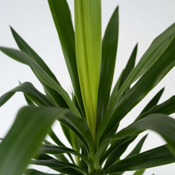Yucca Pied d'éléphant - Palmlelie - Set de 3 – Image 6
