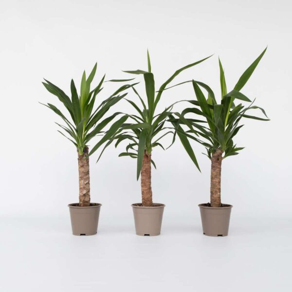 Yucca Pied d'éléphant - Palmlelie - Set de 3 – Image 7
