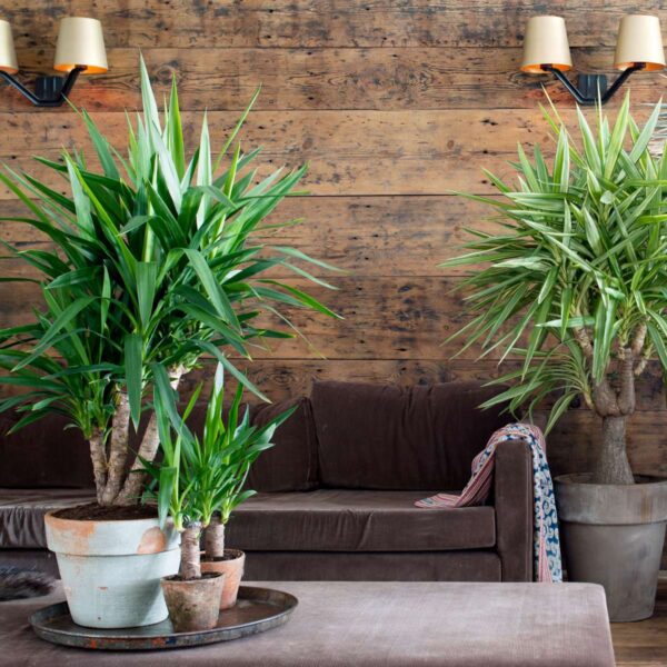 Yucca Pied d'éléphant - Palmlelie - Set de 3 – Image 8