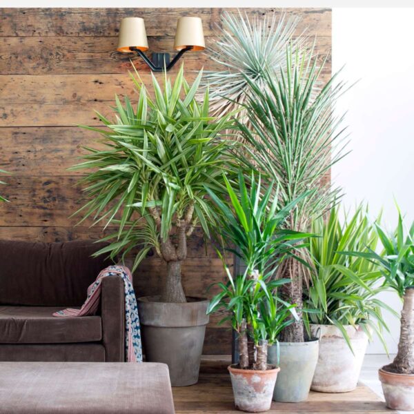 Yucca Pied d'éléphant - Palmlelie - Set de 3 – Image 9