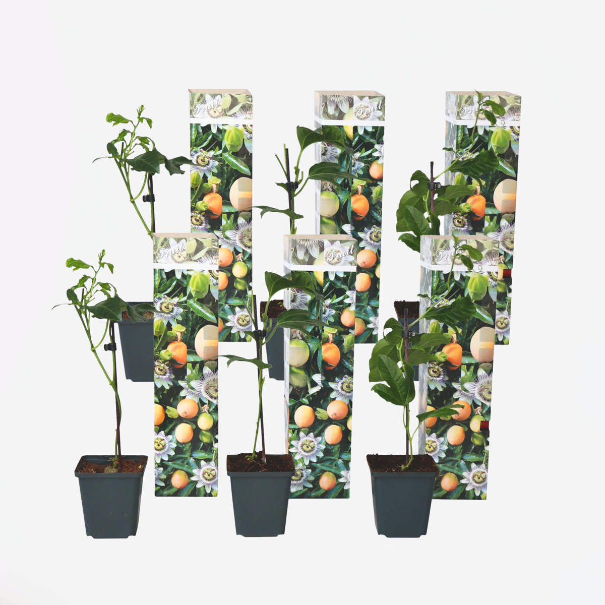 Passiflora Edulis Klimplant – Set Van 6 – Passiebloem