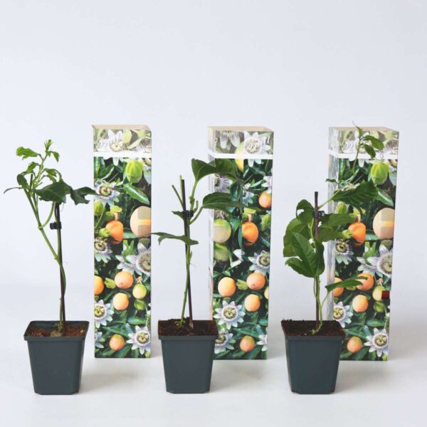 Passiflora Edulis grimpante - Set de 3