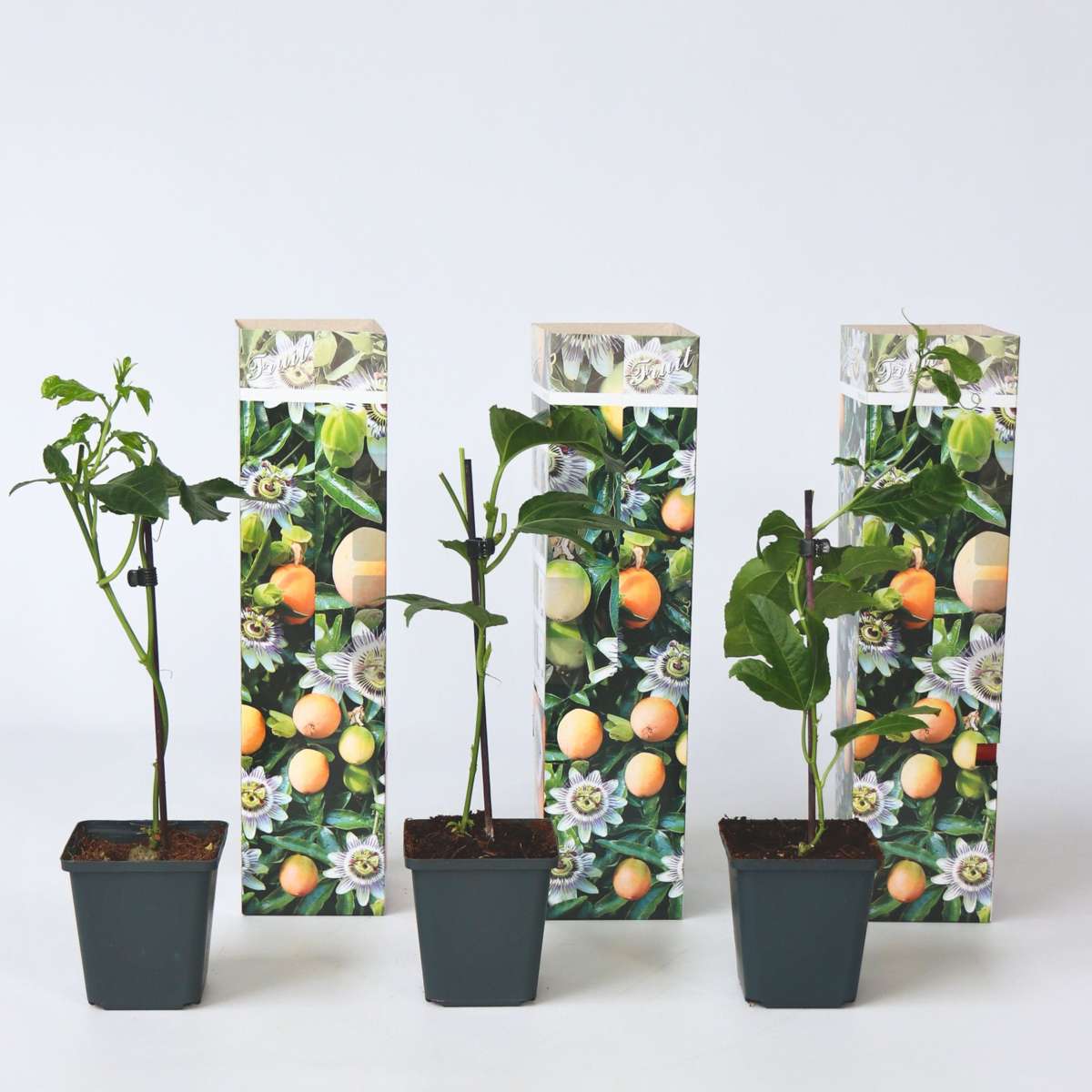 Passiflora Edulis grimpante – Set de 3