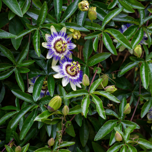 Passiflora Edulis grimpante - Set de 3 – Image 2