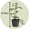 Passiflora Edulis grimpante - Set de 3 – Image 3