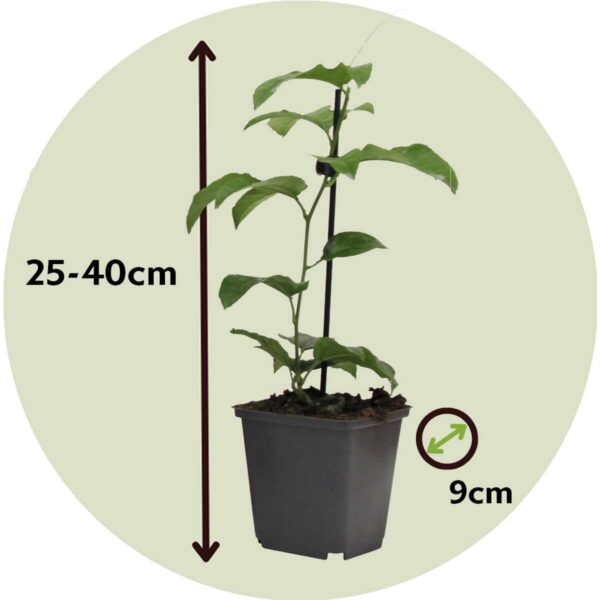 Passiflora Edulis grimpante - Set de 3 – Image 3