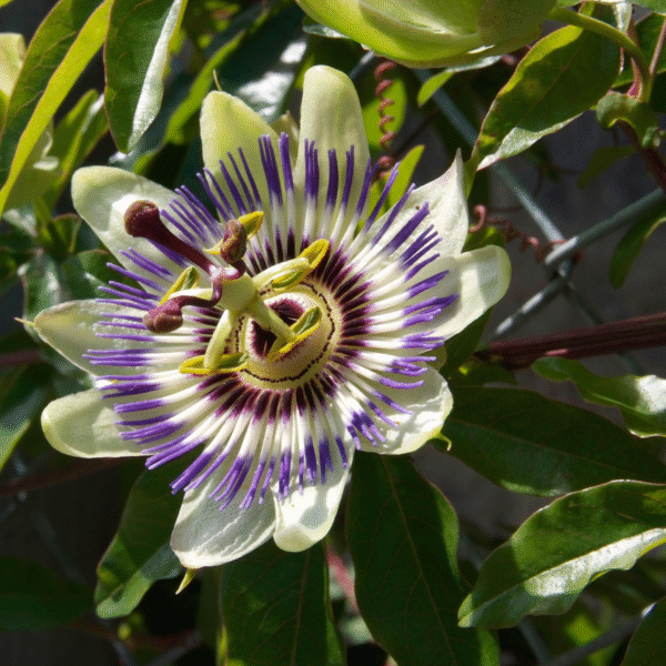 Passiflora Edulis grimpante - Set de 3 – Image 4