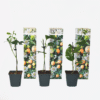 Passiflora Edulis grimpante - Set de 3 – Image 5