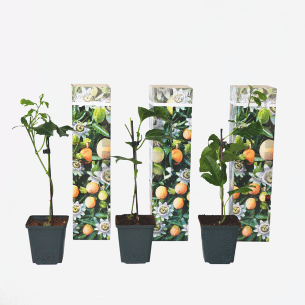 Passiflora Edulis grimpante - Set de 3 – Image 5