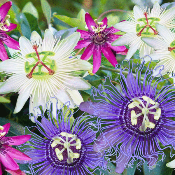 Passiflore - Mix de 3 - – Image 2
